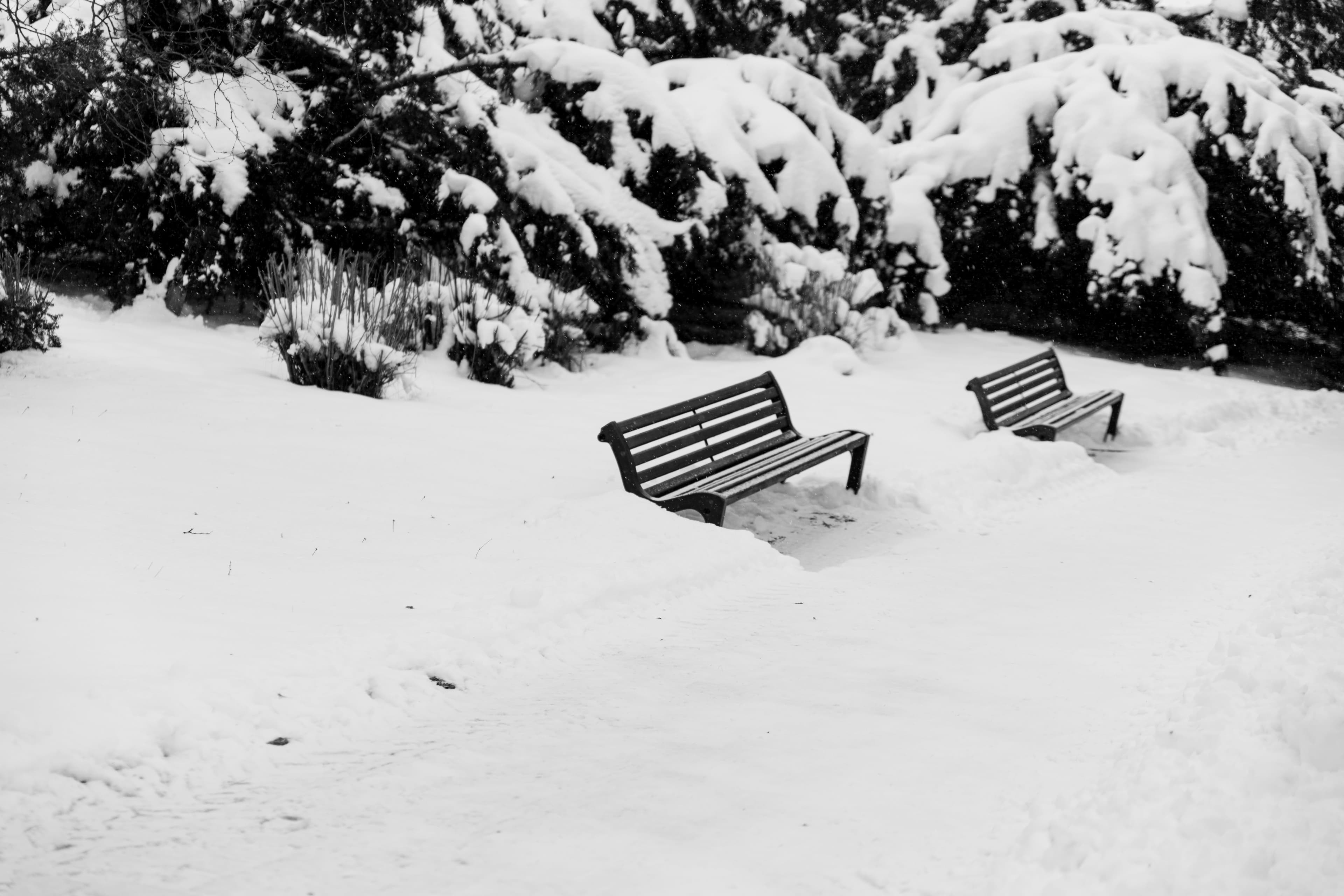 Nieve